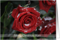 Merry Christmas Mum, Red rose in snow card