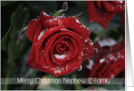 Merry Christmas Nephew & Family, Red rose in snow card