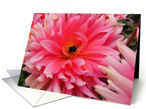 Dahlia Flower with bee card (529757)