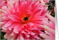 Dahlia Flower with bee card
