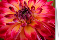Dahlia Flower Close Up card