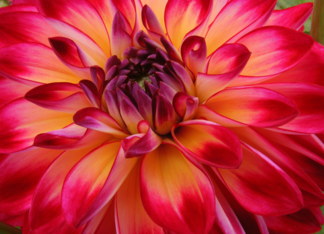 Dahlia Flower Close...