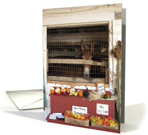 Amish Farmstand Mule card (529727)