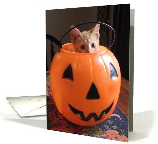 Pumpkin in a Pumpkin card (529742)