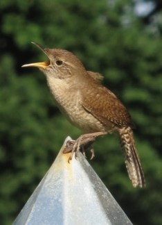 Singing Wren