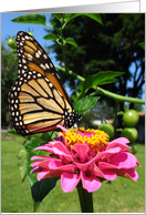 Monarch on a Zinnia card