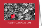 Canada day - Red maple leaf card