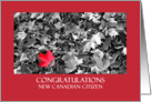 Congratulations new Canadian citizen card
