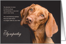 Viszla Dog Pet Sympathy Euthanasia card