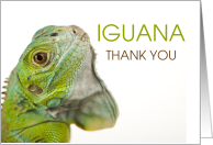 Iguana Thank You Fun Play on I Wanna card