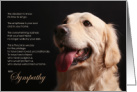 Golden Retriever Dog Pet Sympathy Euthanasia card