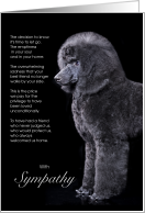 Standard Poodle Black Dog Pet Sympathy Euthanasia card