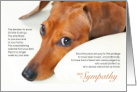 Smooth Dachshund Dog Pet Sympathy Euthanasia card