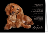 Longhaired Dachshund...