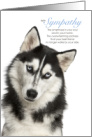 Siberian Husky Dog Pet Sympathy Euthanasia card