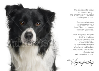 Border Collie Dog Pet Sympathy Euthanasia