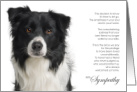 Border Collie Dog Pet Sympathy Euthanasia card