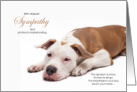 Pit Bull Dog Pet Sympathy Euthanasia card