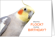 Funny Birthday Pied Cockatiel Pet Bird card