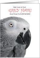African Grey Parrot Funny Birthday for Bird Lovers card