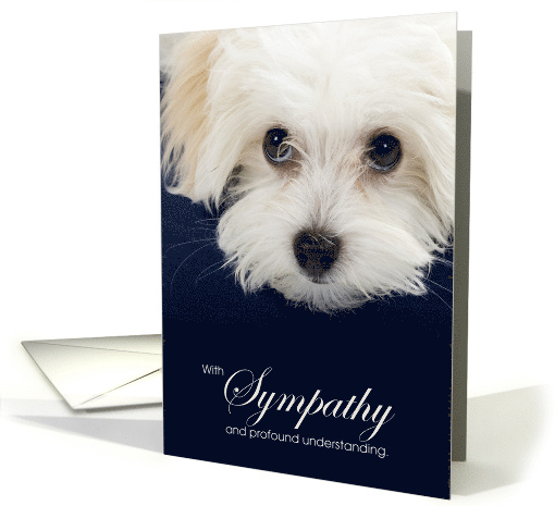 Maltese Dog Pet Sympathy Euthanasia card (1520774)