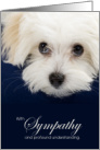 Maltese Dog Pet Sympathy Euthanasia card