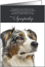 Australian Shepherd Dog Pet Sympathy Euthanasia card