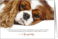 Cavalier King Charles Dog Pet Sympathy Euthanasia card