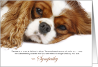 Cavalier King...