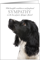 Springer Spaniel Dog Black Coloring Pet Sympathy Euthanasia card