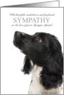 Springer Spaniel Dog Black Coloring Pet Sympathy Euthanasia card