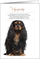 Black Cavalier King Charles Spaniel Dog Pet Sympathy card