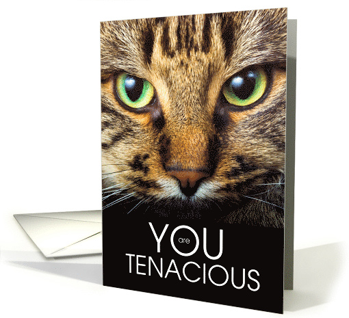 Encouragement Cat Lover You are Tenacious card (1523040)