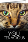 Encouragement Cat Lover You are Tenacious card