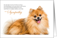 Pomeranian Dog Pet Sympathy Euthanasia card