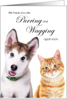 Huskey Puppy Dog and Orange Tabby Cat Get Well card