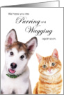 Huskey Puppy Dog and Orange Tabby Cat Get Well card