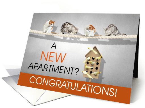 Funny New Apartment Congratulations Cats and Birds card (1525652)