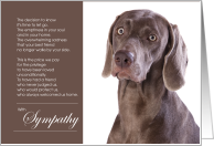 Weimaraner Dog Pet Sympathy Euthanasia card