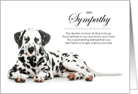 Dalmatian Dog Pet Sympathy Euthanasia card