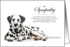 Dalmatian Dog Pet Sympathy Euthanasia card