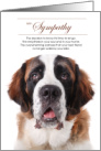 St. Bernard Dog Pet Sympathy Euthanasia card