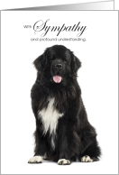 Newfoundland Dog Pet Sympathy Euthanasia card