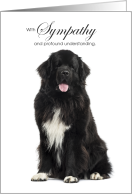 Newfoundland Dog Pet...