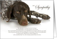 English Pointer Dog Pet Sympathy Euthanasia card