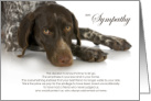 English Pointer Dog Pet Sympathy Euthanasia card