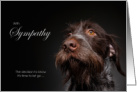Wirehaired Pointer Dog Pet Sympathy Euthanasia card