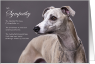 Whippet Dog Pet Sympathy Euthanasia card