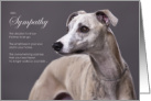 Whippet Dog Pet Sympathy Euthanasia card