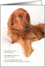 Irish Setter Dog Pet Sympathy Euthanasia card